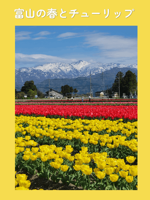 チューリップが彩る富山の春🌷
