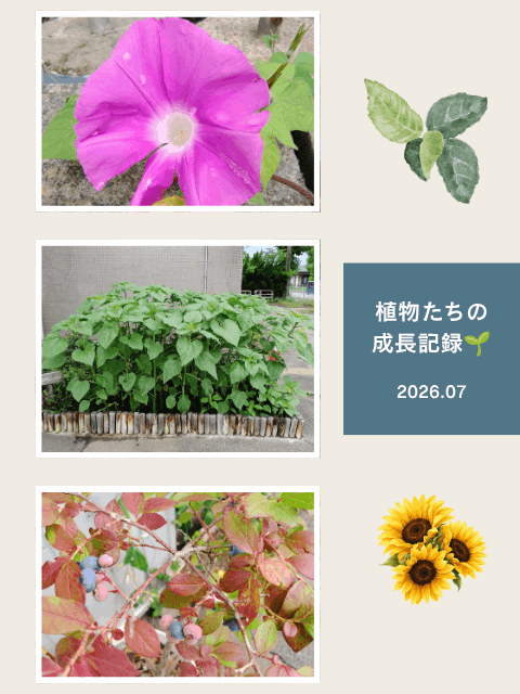 ぐんぐん成長中！会社の植物たち🌻